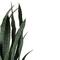 2.4ft. Two-Tone Green & Black Potted Snake Plant